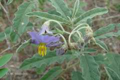 Solanum elaeagnifolium